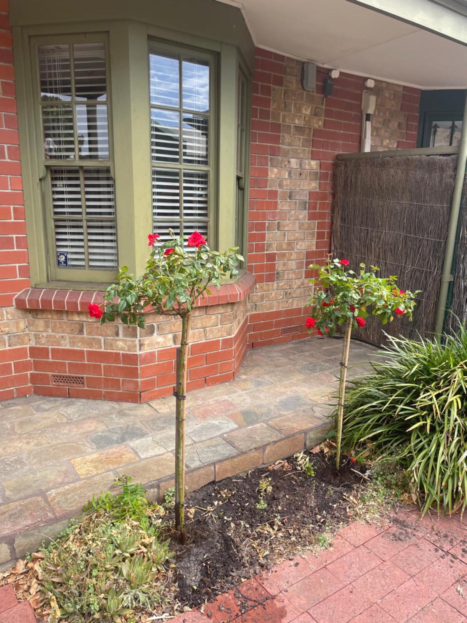 Adelaide Style Accommodation-Getaway In North Adelaide- Close To City Ngoại thất bức ảnh
